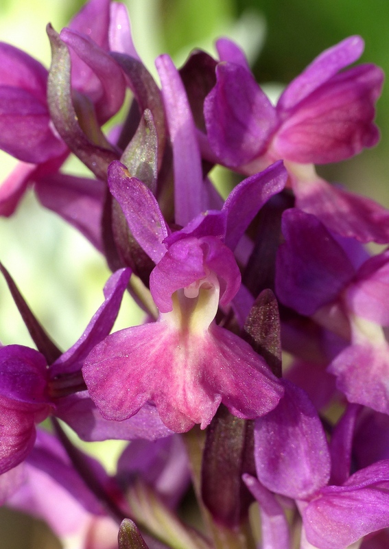 Dactylorhiza romana e prime fioriture tra Lazio e Campania - marzo 2023.